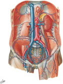 Veins of Posterior Abdominal Wall