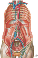 Lymphatic Vessels and Lymph Nodes of Posterior Abdominal Wall