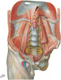 Nerves of Posterior Abdominal Wall