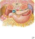 Omental Bursa: Cross Section
