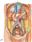Peritoneum of Posterior Abdominal Wall