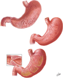 Stomach: Mucosa and Muscular Layers