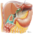 Hepatorenal Recess (Morison’s Pouch)