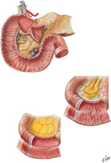 Small Intestine: Mucosa and Muscle Layers