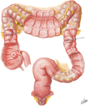 Large Intestine: Mucosa and Muscular Layers