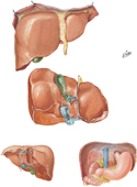 Liver: Surfaces and Bare Area