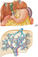 Liver In Situ: Blood Vessels and Biliary Ducts