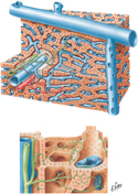 Liver: Histology
