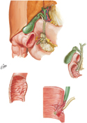 Gallbladder, Extrahepatic Bile Ducts, and Pancreatic Duct