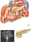 Pancreas In Situ