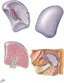 Spleen