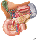 Arteries of Liver, Pancreas, Duodenum, and Spleen
