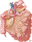 Arteries of Small Intestine