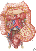 Arteries of Large Intestine