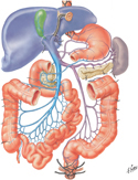 Hepatic Portal Vein: Tributaries and Portacaval Anastomoses