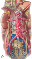 Autonomic Nerves and Ganglia of Abdomen