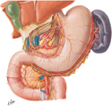 Stomach and Duodenum: Autonomic Innervation