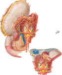 Stomach and Duodenum: Autonomic Ganglia