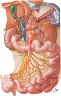 Small Intestine: Autonomic Innervation
