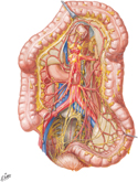 Large Intestine: Autonomic Innervation