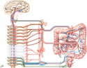 Intestines: Schema of Autonomic Innervation