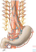 Esophagus, Stomach, and Duodenum: Autonomic Innervation Schema
