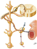Autonomic Reflex Pathways: Schema
