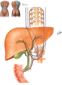 Liver: Autonomic Innervation Schema