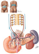 Pancreas: Autonomic Innervation Schema