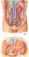 Kidneys In Situ: Anterior Views