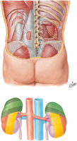 Kidneys In Situ: Posterior Views