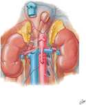 Suprarenal Glands
