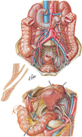 Ureters in Abdomen and Pelvis