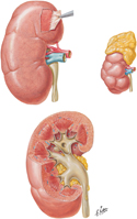 Kidney