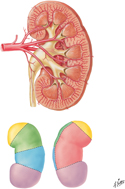 Kidney: Segments and Intrarenal Arteries