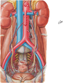Arteries of Ureters and Urinary Bladder