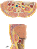 Renal Fascia