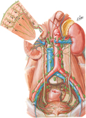 Kidneys and Urinary Bladder: Lymphatic Drainage