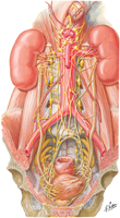 Autonomic Nerves of Kidneys, Ureters, and Urinary Bladder