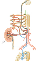 Kidneys and Ureters: Autonomic Innervation Schema
