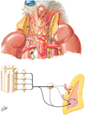 Suprarenal Glands: Autonomic Innervation