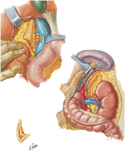 Arteries and Veins of Suprarenal Glands