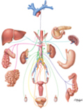 Abdominal and Pelvic Viscera: Lymphatic Drainage Schema