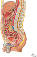 Abdomen and Viscera: Paramedian Section