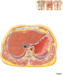 Abdomen: Cross Section at T10 Vertebral Level