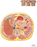 Abdomen: Cross Section at T12 Vertebral Level