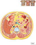 Abdomen: Cross Section at T12/L1 Disc Level