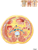 Abdomen: Cross Section at L1/L2 Disc Level