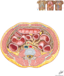 Abdomen: Cross Section at L3/L4 Disc Level