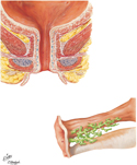 Female Urethra